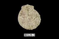 藏品(銼面海菊蛤)的圖片